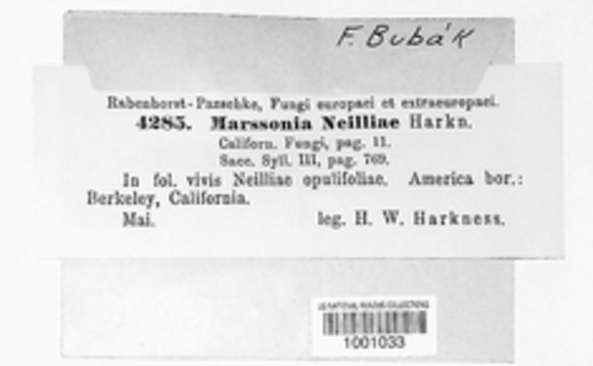 Marssonina neilliae image